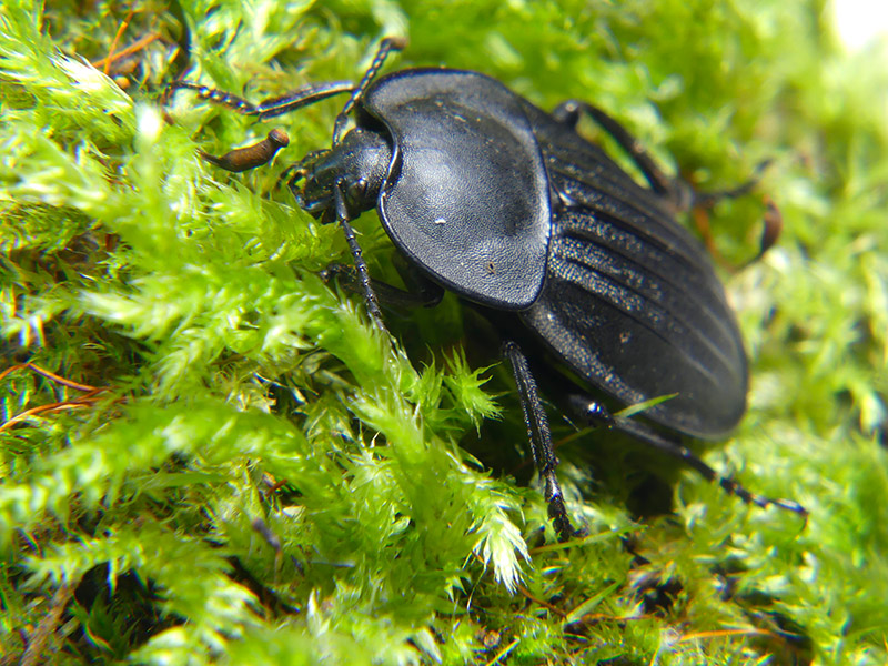 Silpha sp.